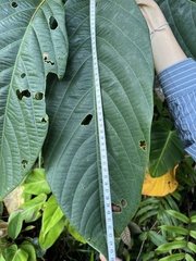 Passiflora arborea