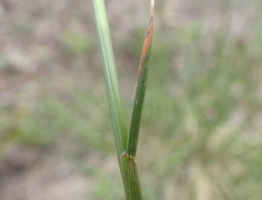 Festuca altaica