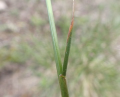 Festuca altaica