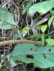 Passiflora arborea
