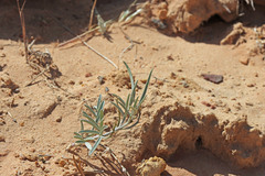 Astragalus ceramicus ceramicus