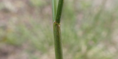 Festuca altaica