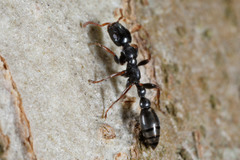 Tetraponera