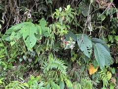 Passiflora arborea