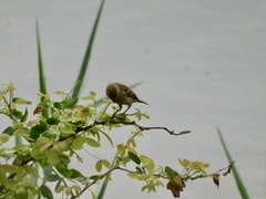 Sporophila minuta