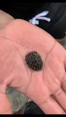 Concholepas concholepas