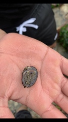 Concholepas concholepas