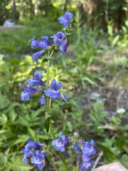 Penstemon subserratus