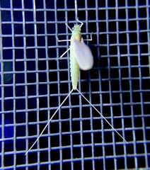 Maccaffertium terminatum