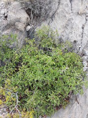 Rhus virens choriophylla