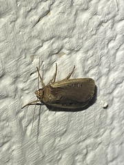 Ochropleura implecta