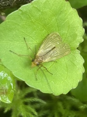 Brachypanorpa oregonensis
