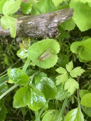Brachypanorpa oregonensis