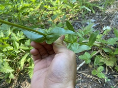 Penstemon subserratus