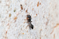 Tetraponera