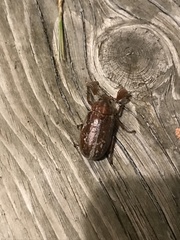 Polyphylla variolosa