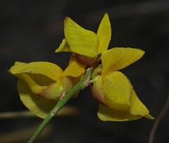 Utricularia sandwithii