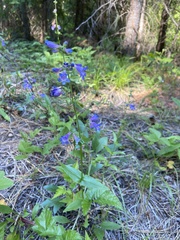 Penstemon subserratus