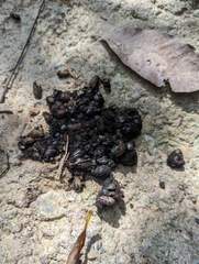 Paradoxurus musangus