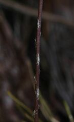 Utricularia sandwithii