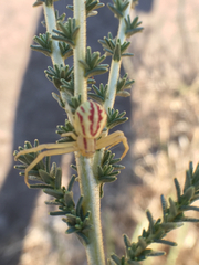 Mecaphesa schlingeri