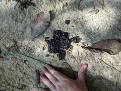 Paradoxurus musangus