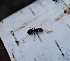 Camponotus vagus