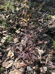 Pedicularis labradorica