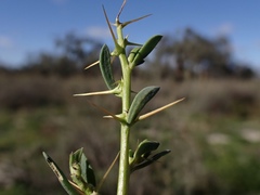 Sclerolaena muricata muricata