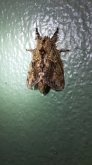 Euglyphis submarginalis