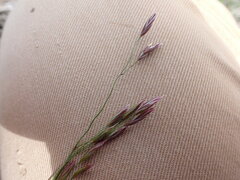 Festuca altaica