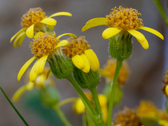 Packera bolanderi bolanderi