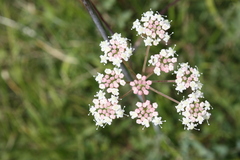 Peucedanum cervaria