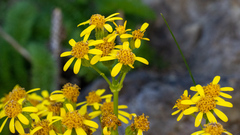 Packera bolanderi bolanderi