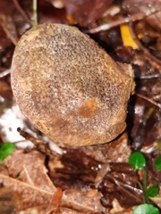 Polyporoletus sublividus