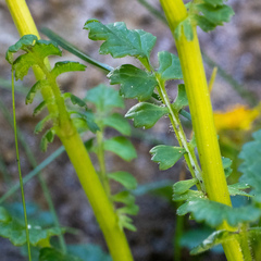 Packera bolanderi bolanderi