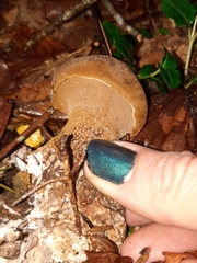 Polyporoletus sublividus