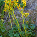 Bolander's Ragwort - Photo (c) Jeff Ward, some rights reserved (CC BY-NC-SA), uploaded by Jeff Ward
