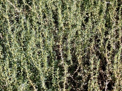 Sclerolaena muricata muricata