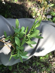 Salix myrtillifolia