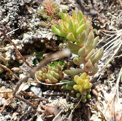 Sedum lanceolatum lanceolatum