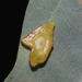 Phylloteras sigma - Photo (c) Jeff Clark,  זכויות יוצרים חלקיות (CC BY), הועלה על ידי Jeff Clark