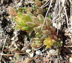 Sedum lanceolatum lanceolatum