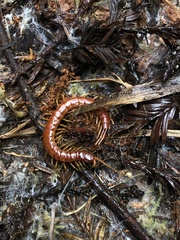 Scolopocryptops spinicaudus