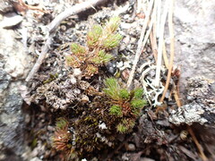 Selaginella densa scopulorum
