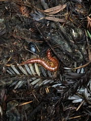 Scolopocryptops spinicaudus