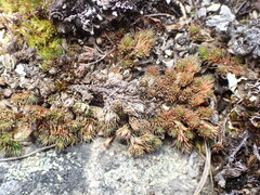 Selaginella densa scopulorum