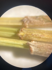 Eleocharis tenuis pseudoptera