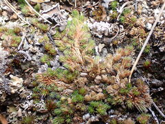 Selaginella densa scopulorum