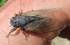 Cicadetta montana